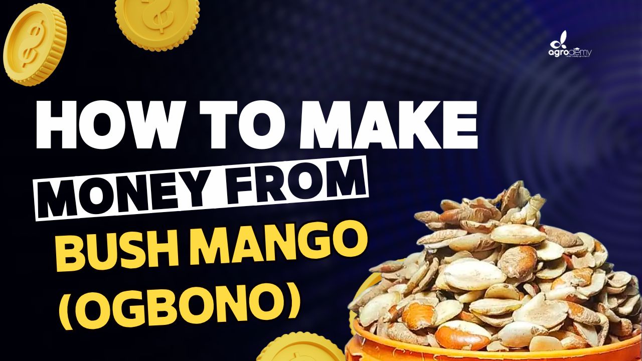 Bush Mango (Ogbono) Course