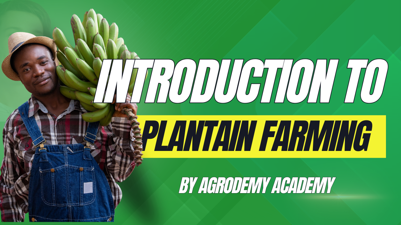 Plantain farming business