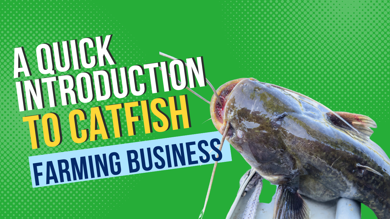Catfish farming course
