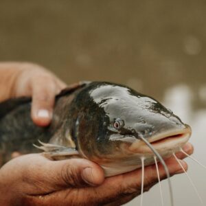 Catfish Feed production training