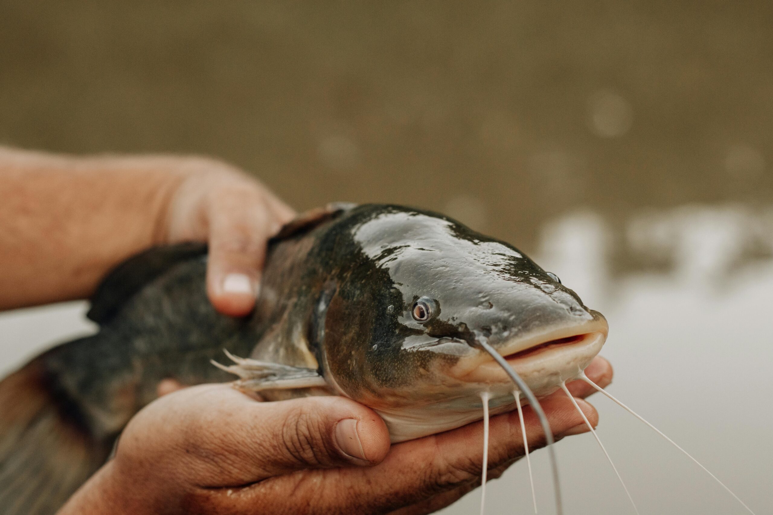 Catfish Feed production training