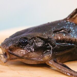 Catfish Farming