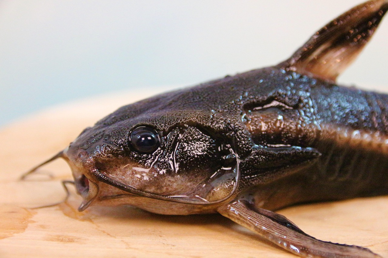 Catfish Farming