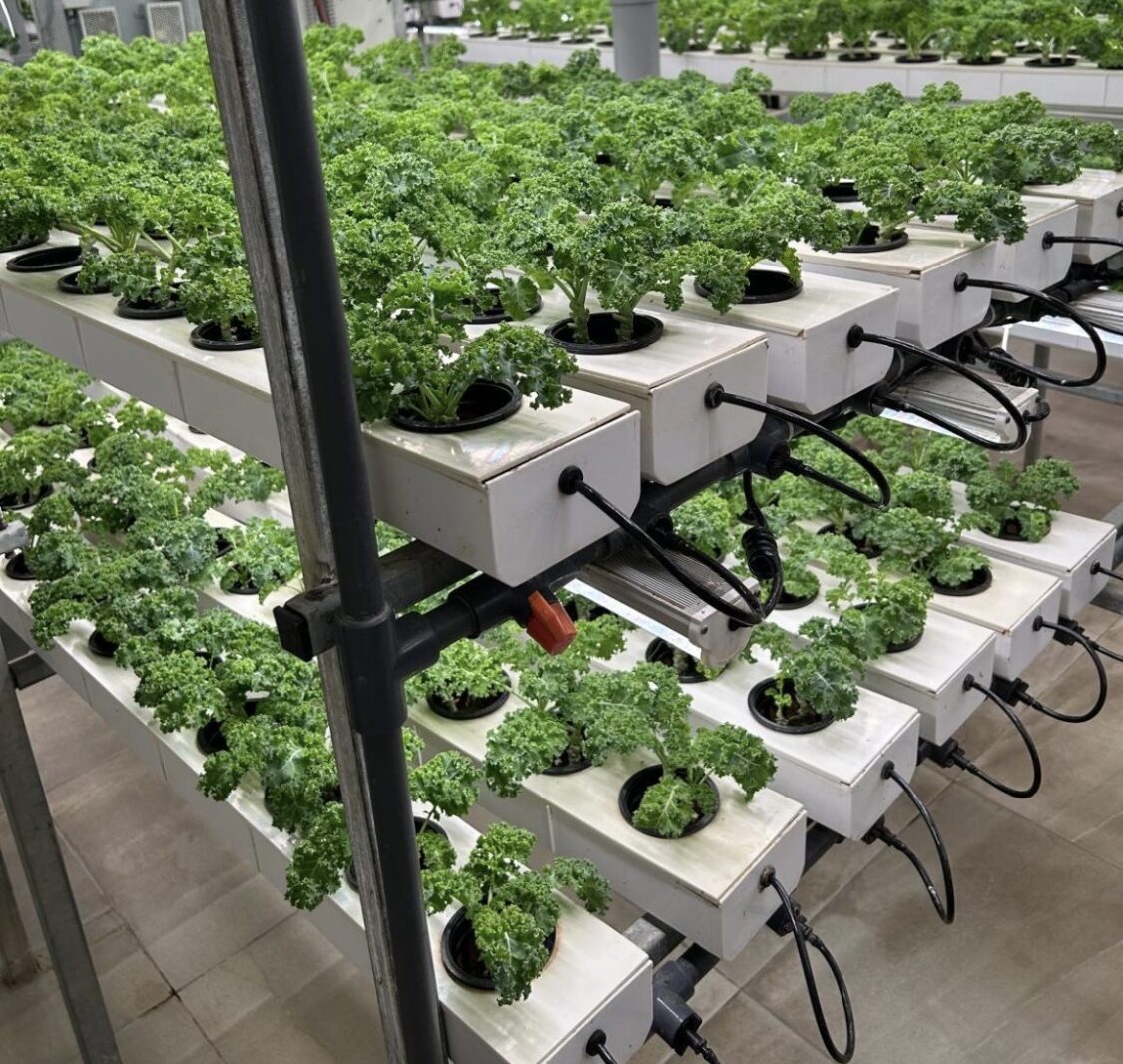 Controlled Environment Agriculture - Image 3