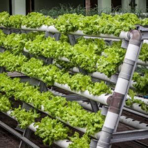 Controlled Environment Agriculture