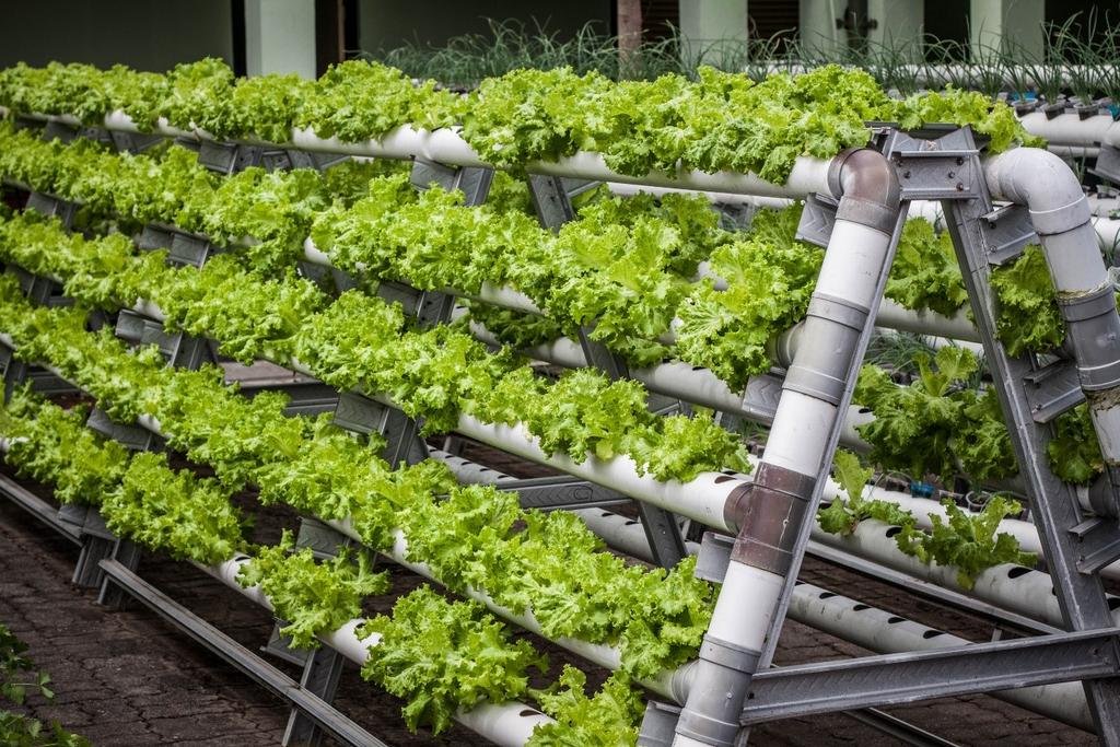 Controlled Environment Agriculture
