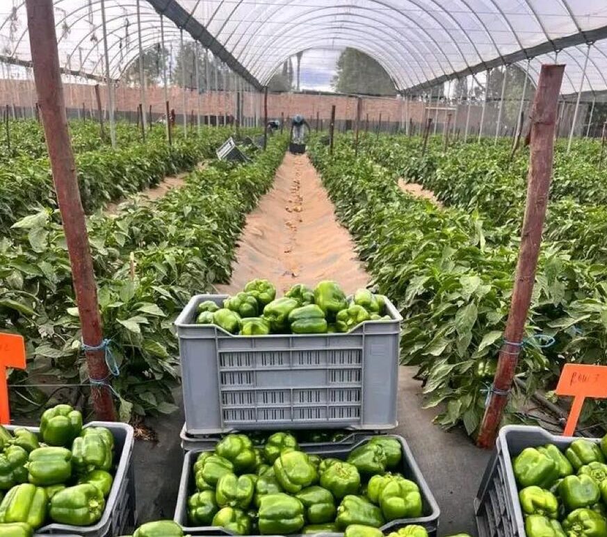 Controlled Environment Agriculture - Image 2