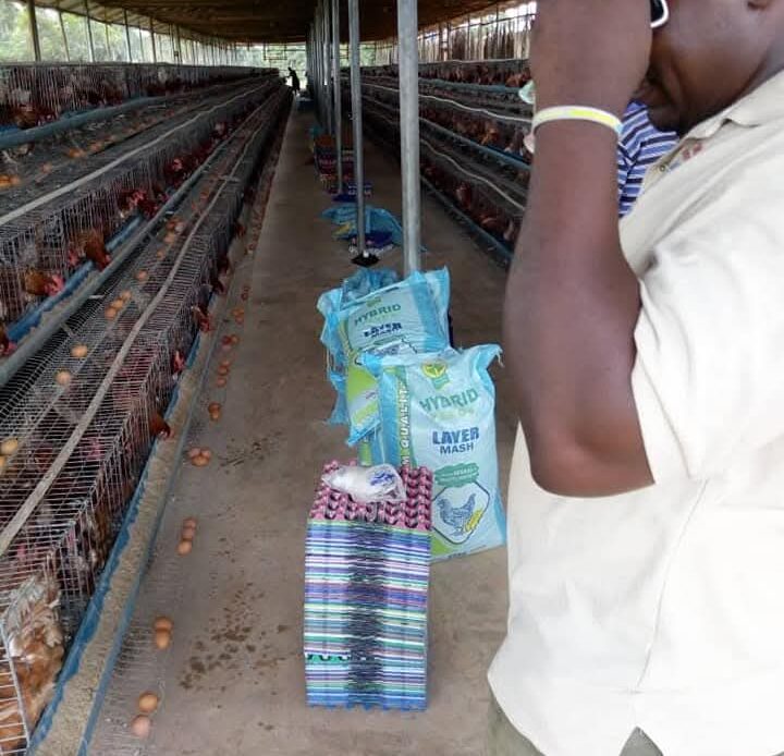 Poultry Farming - Image 3