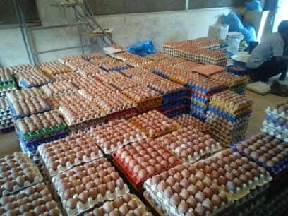 Poultry Farming - Image 2