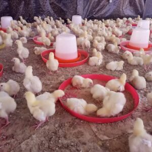 Poultry Farming