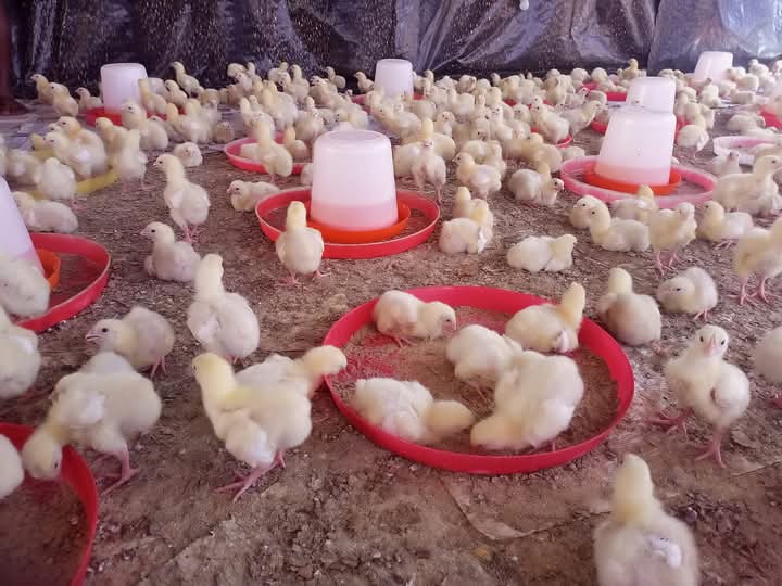 Poultry Farming