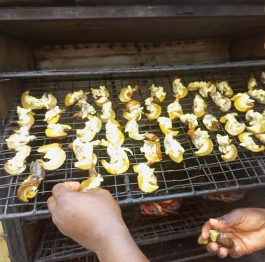 Snail Farming - Image 3