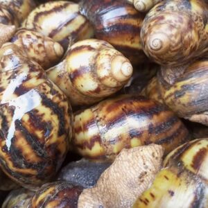 Snail Farming
