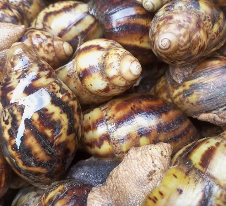 Snail Farming
