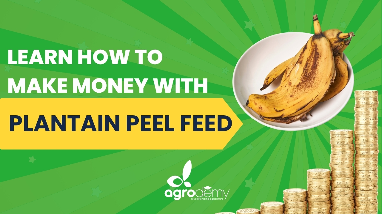 Turning Waste into Wealth: Plantain Peel Feed Production Course