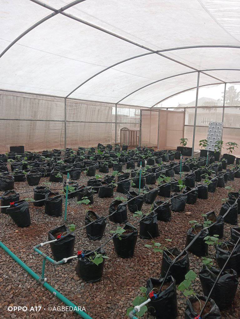 Greenhouse Habanero Pepper Production - Image 3