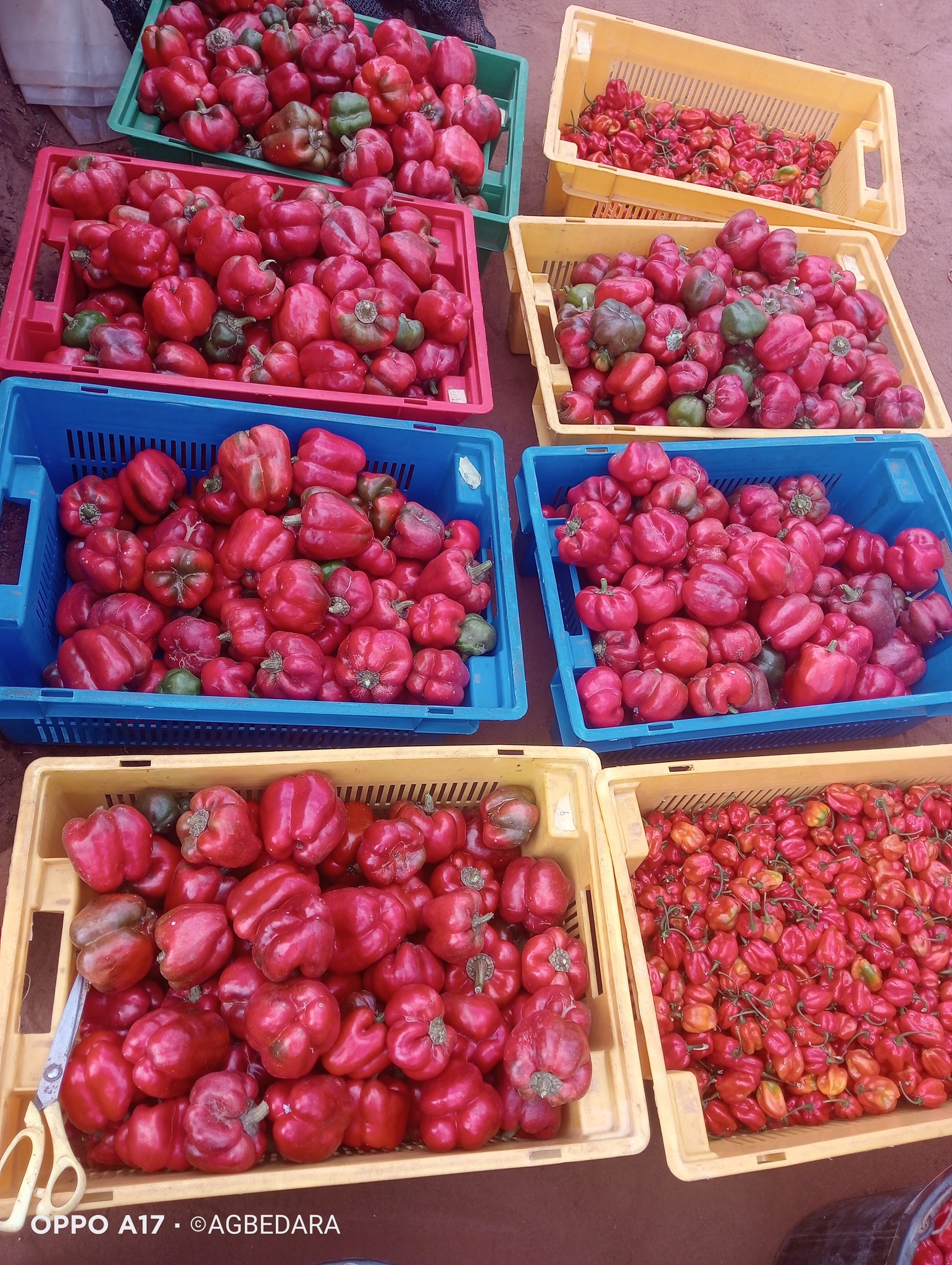 Greenhouse Habanero Pepper Production - Image 2