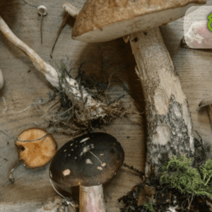 Organic Mushroom Farming