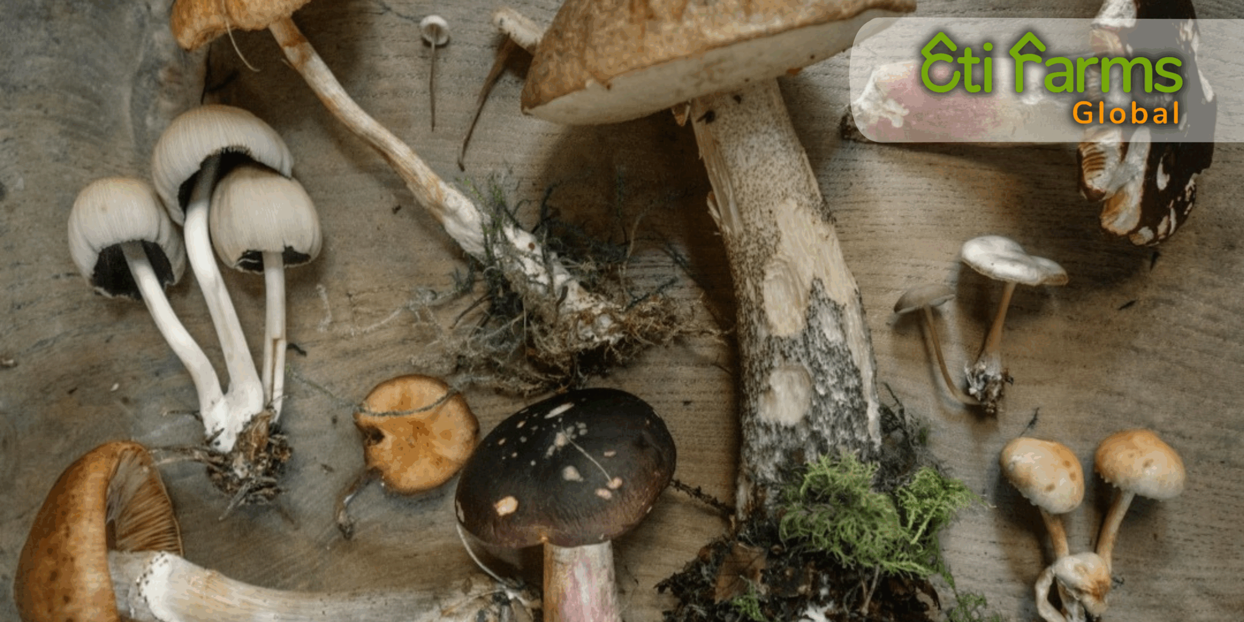 Organic Mushroom Farming