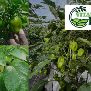 Greenhouse Habanero Pepper Production
