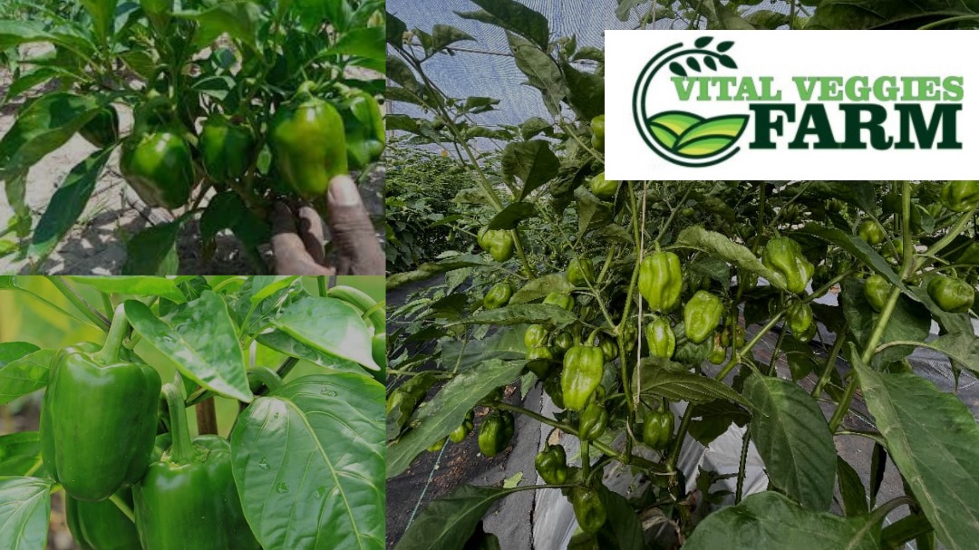 Greenhouse Habanero Pepper Production