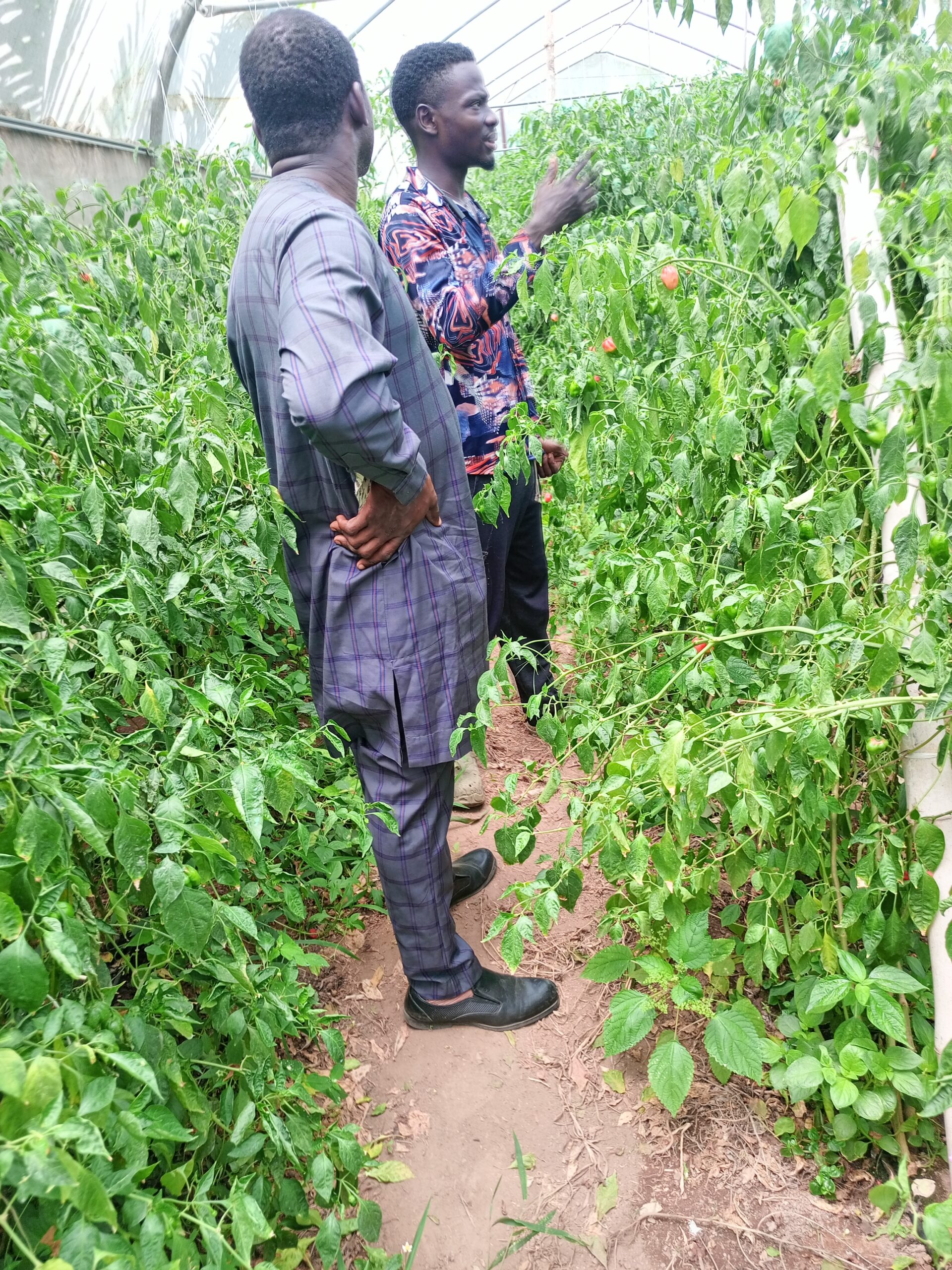 Fruits & Vegetables Production - Image 5