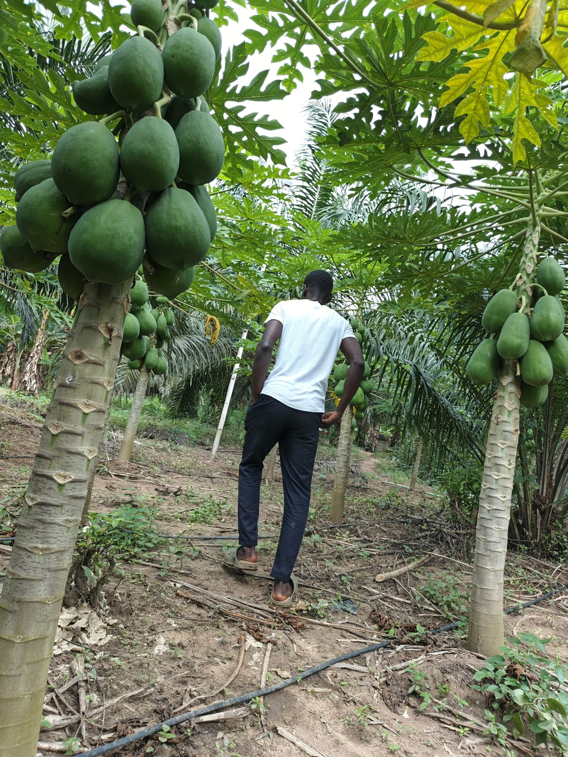 Fruits & Vegetables Production - Image 4