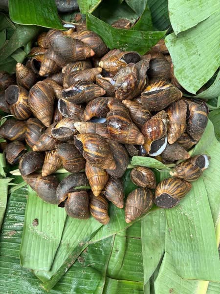 Snail Farming Techniques - Image 3