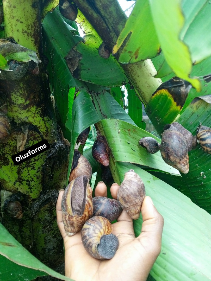 Snail Farming Techniques - Image 2