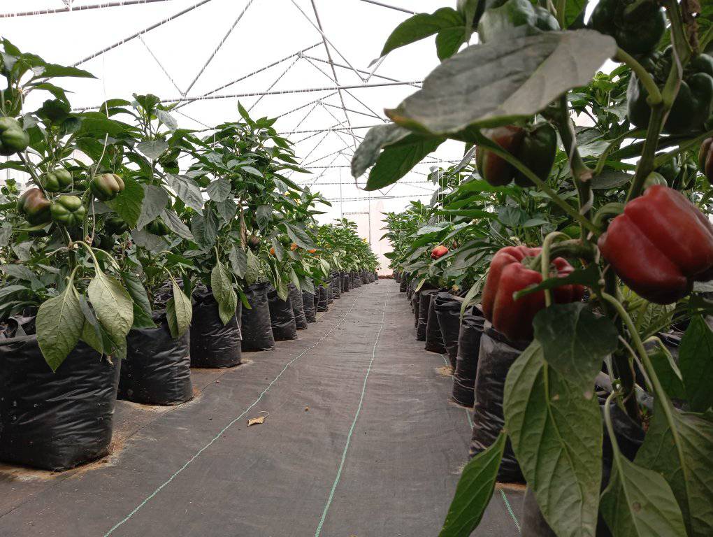 Greenhouse Habanero Pepper Production - Image 6