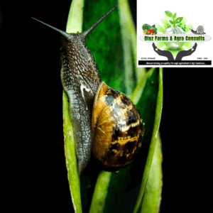 Snail Farming Techniques