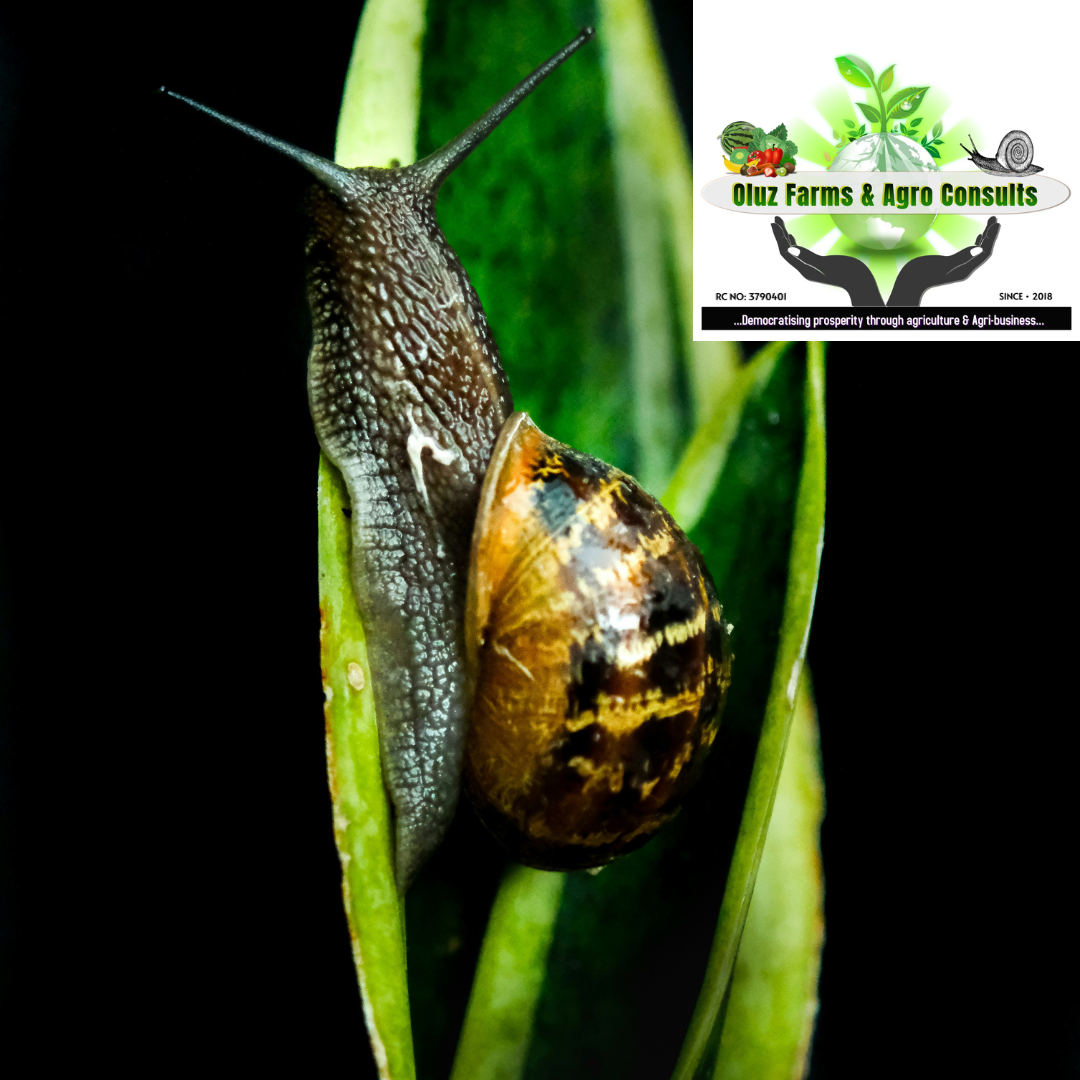 Snail Farming Techniques
