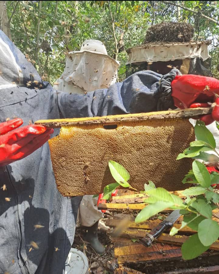 Beekeeping and Honey Processing - Image 3