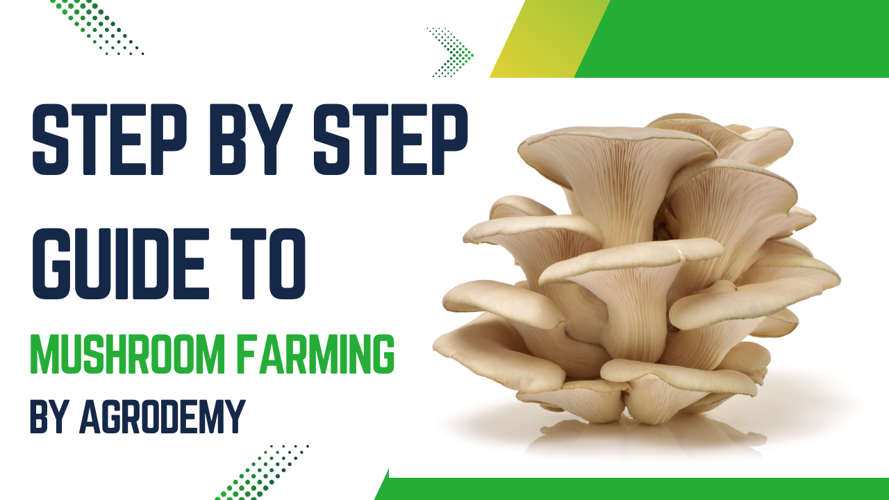 Mushroom farming Business