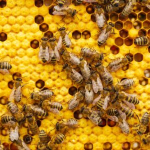 Modern Beekeeping Masterclass