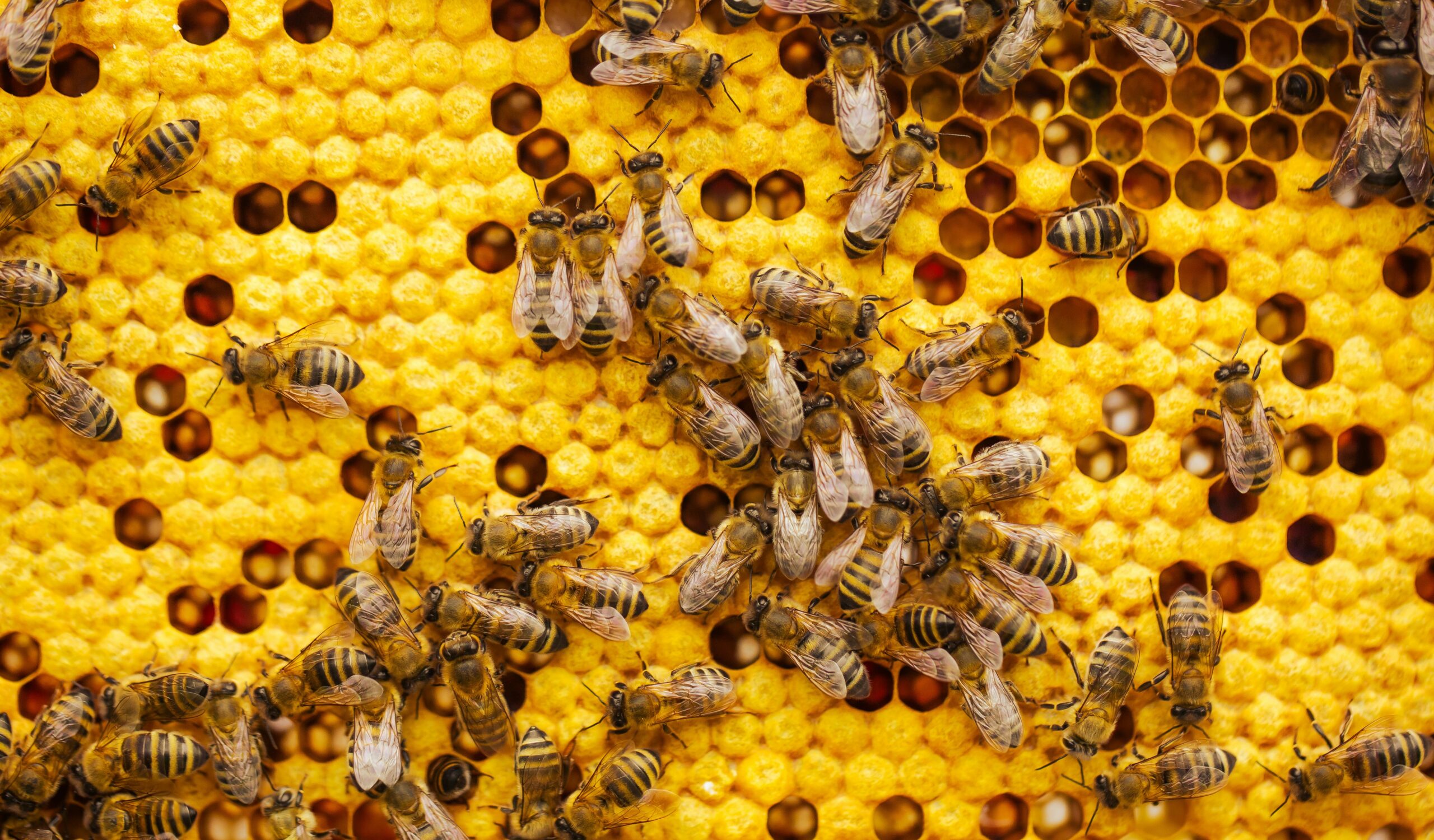 Modern Beekeeping Masterclass