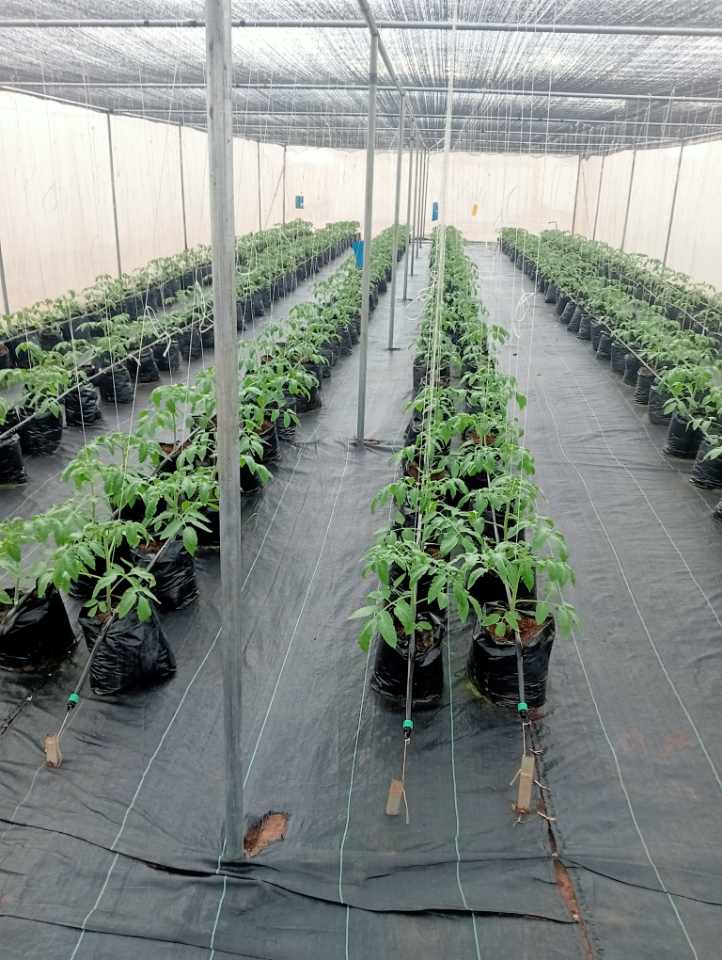 Greenhouse Habanero Pepper Production - Image 4