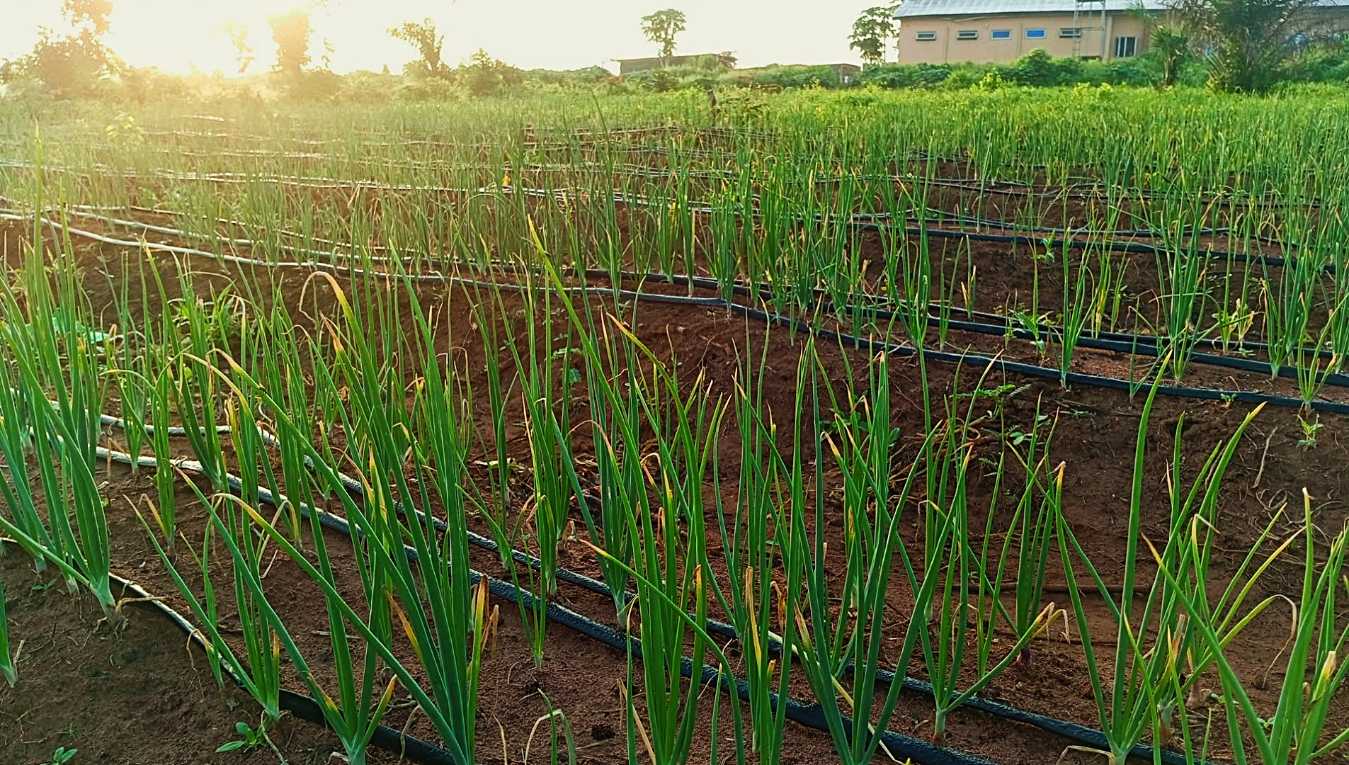 Onion Production - Image 3