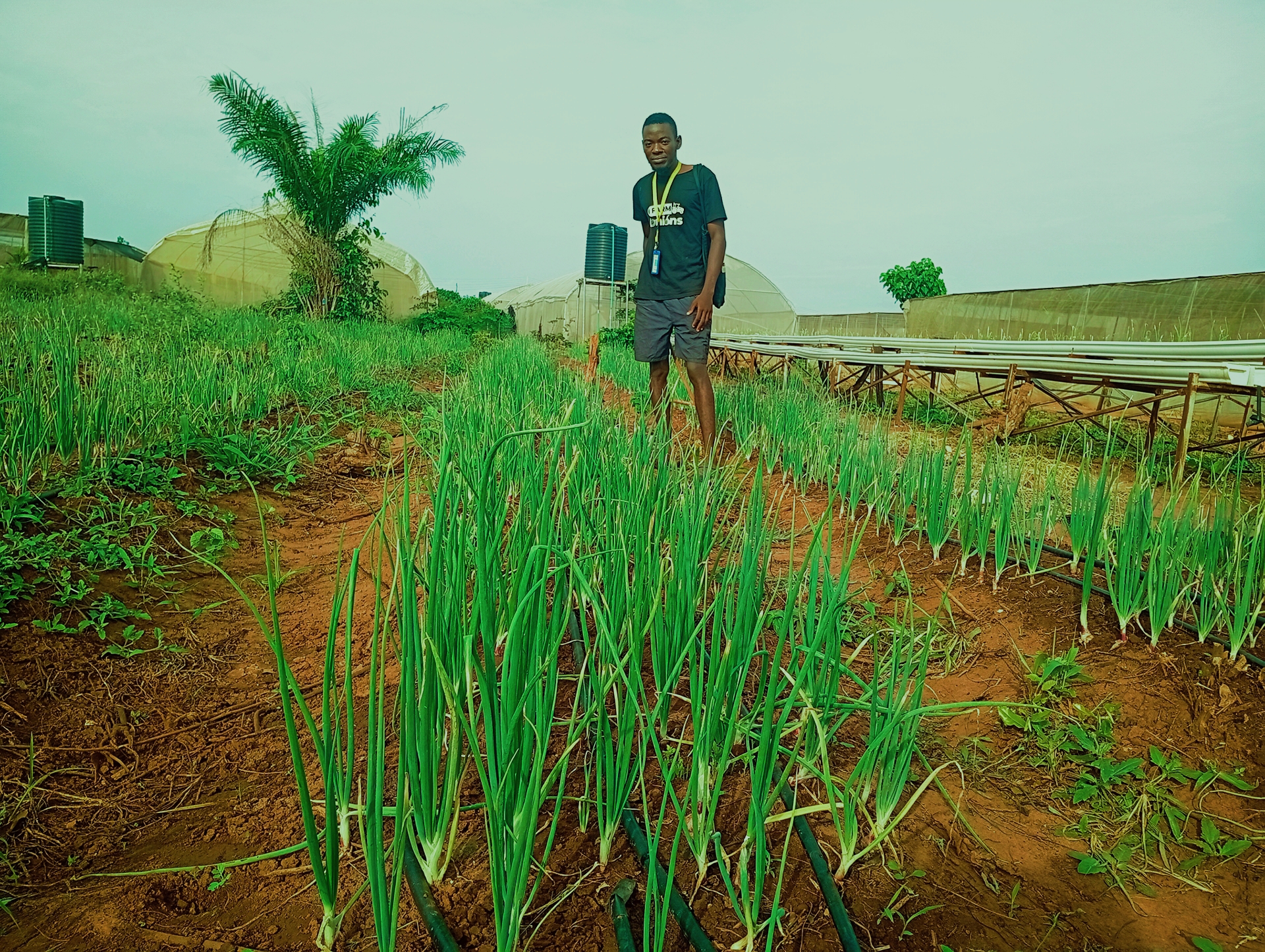 Onion Production - Image 2