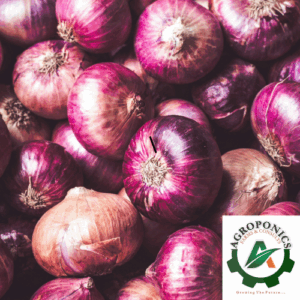 Agroponics farms- Onions