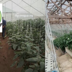 Greenhouse Farming
