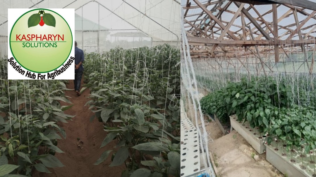 Greenhouse Farming