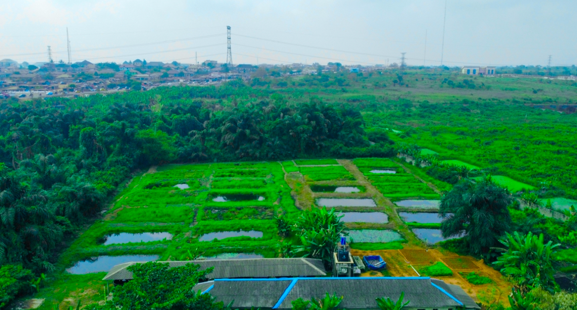 Integrated Livestock Farming - Image 4