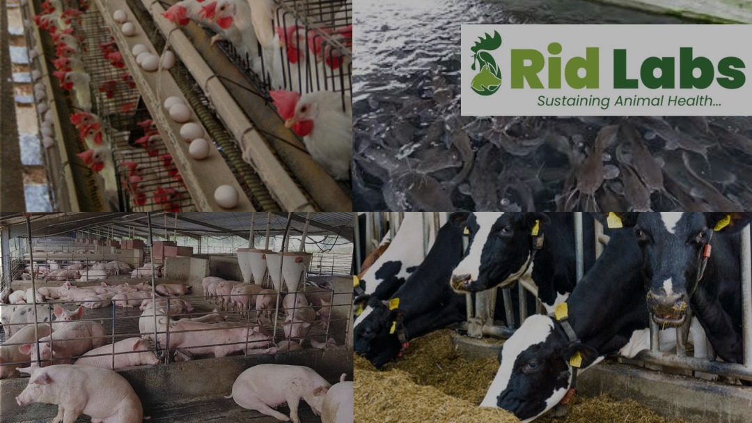 Integrated Livestock Farming