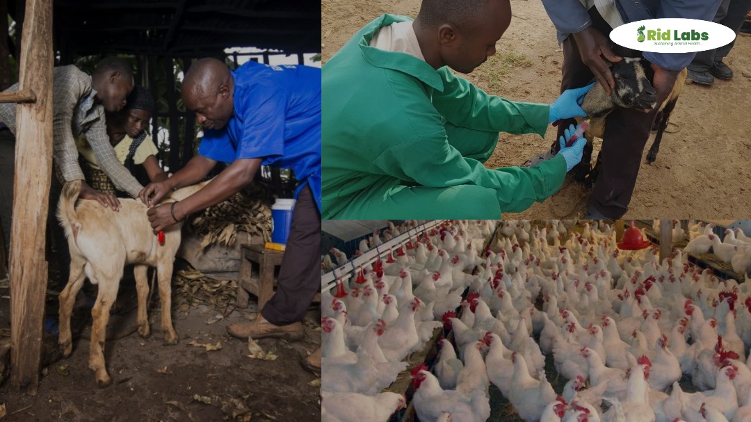 Livestock Health & Nutrition Training