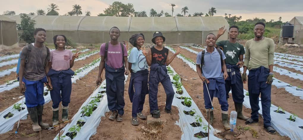 Greenhouse Farming - Image 3