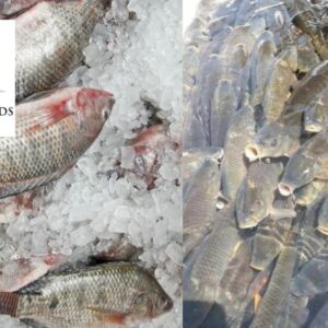 Tilapia Pond & Cage Farming