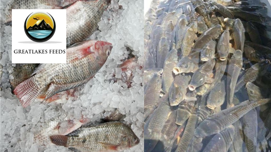 Tilapia Pond & Cage Farming