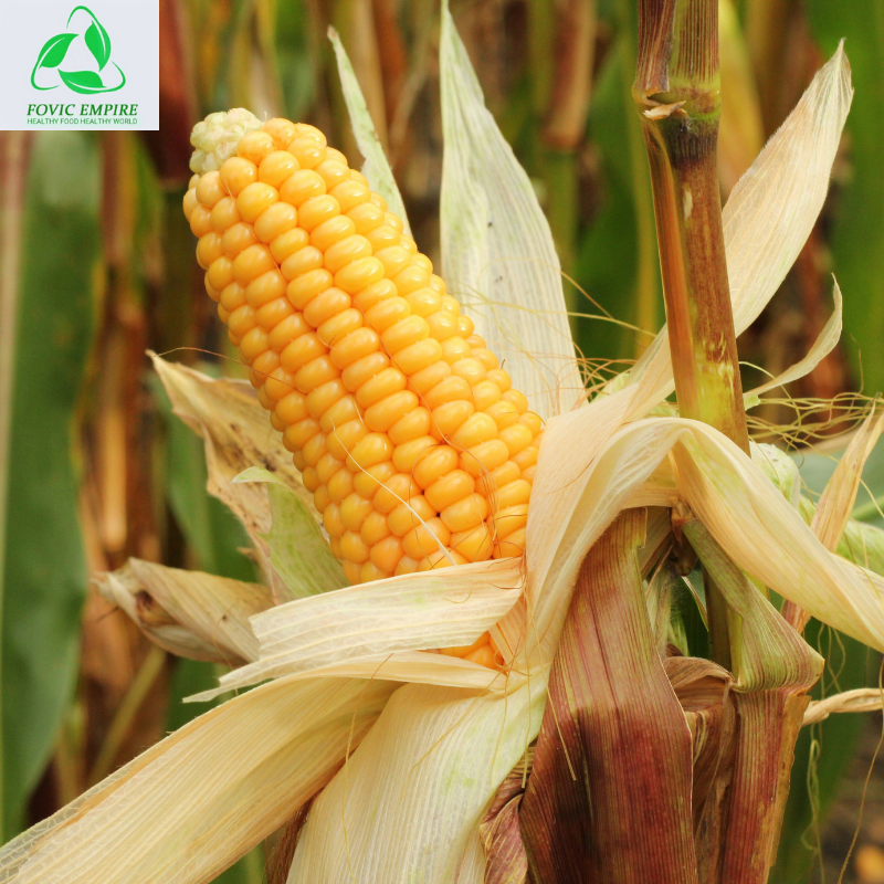 Climate-Smart Maize Farming