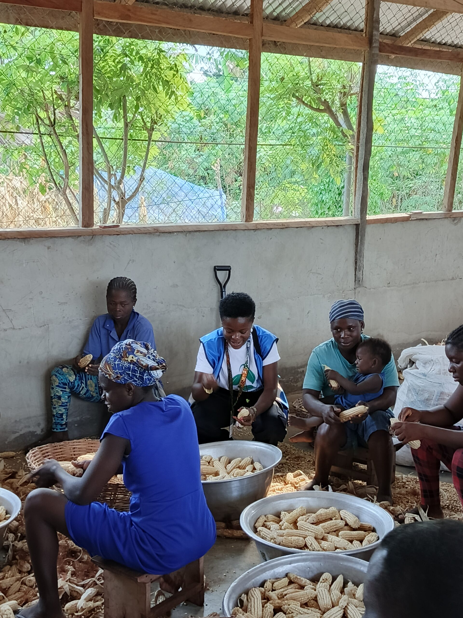 Climate-Smart Maize Farming - Image 2